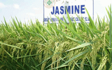 What is Jasmine Rice ?